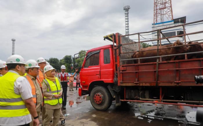 Pemprov DKI Impor 3.139 Sapi dari Australia Jelang Ramadan, Jaga Stok dan Stabilitas Harga